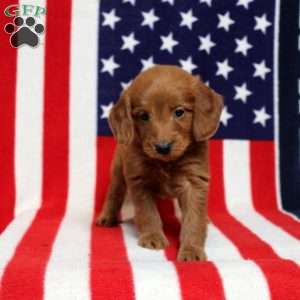 Plaza, Mini Goldendoodle Puppy